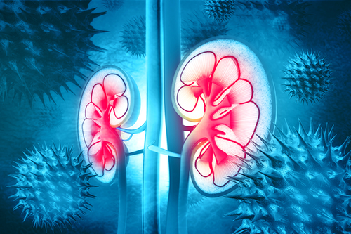 Kidneys